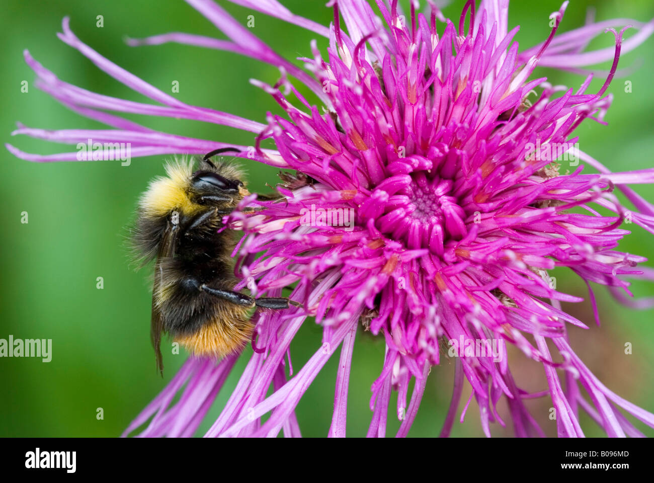 Shrill Carder Bee (Bombus sylvarum) perched on a Brown Knapweed (Centaurea jacea) blossom, Achensee, Tirol, Austria Stock Photo