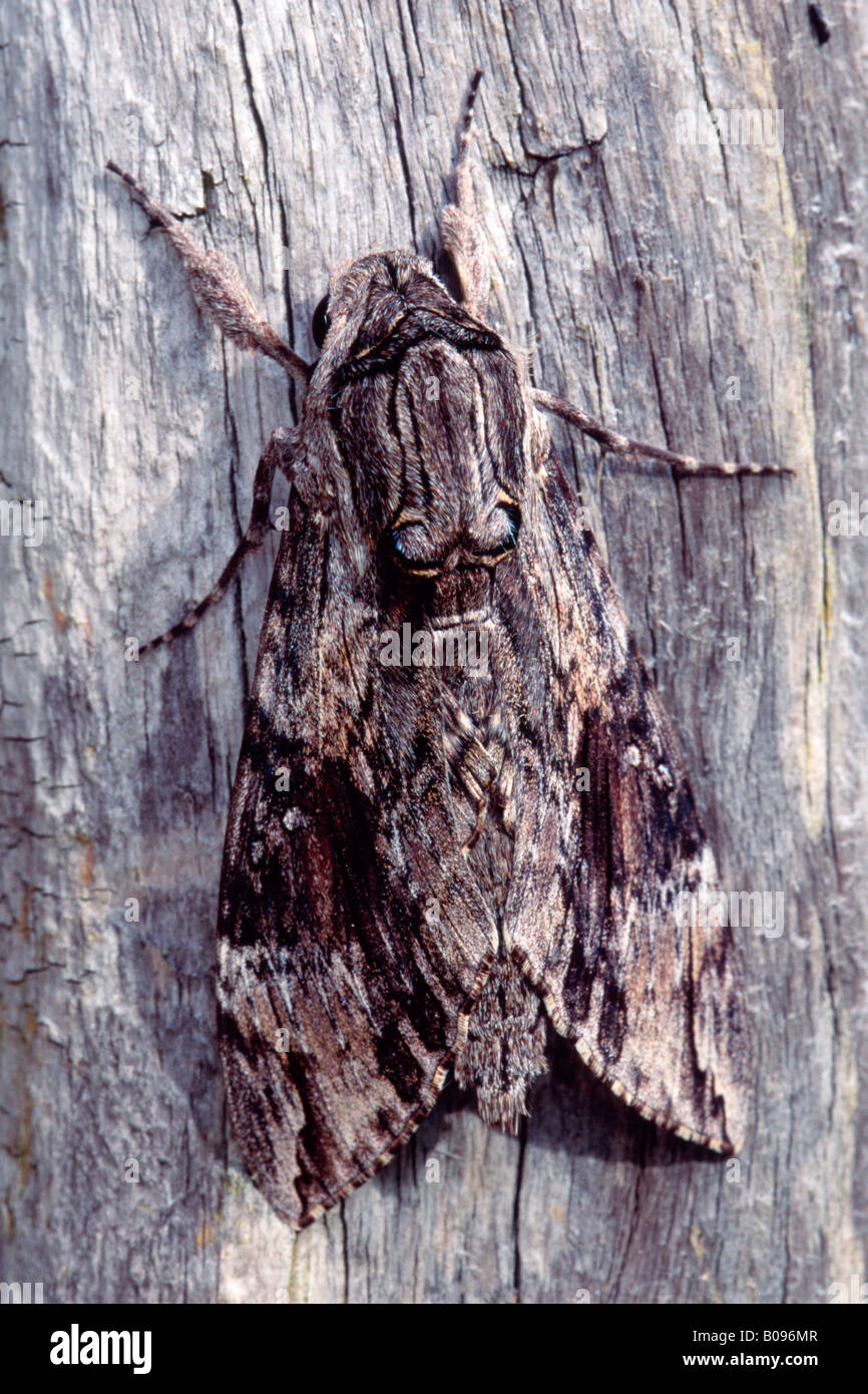 Convolvulus Hawk-moth (Agrius convolvuli), Schwaz, Tirol, Austria Stock Photo