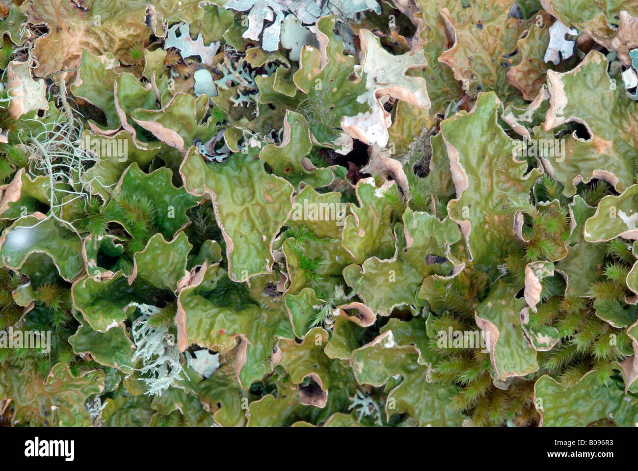 Tree Lungwort or Lung Lichen (Lobaria pulmonaria), Grosser Ahornboden, Karwendel Range, Tirol, Austria Stock Photo