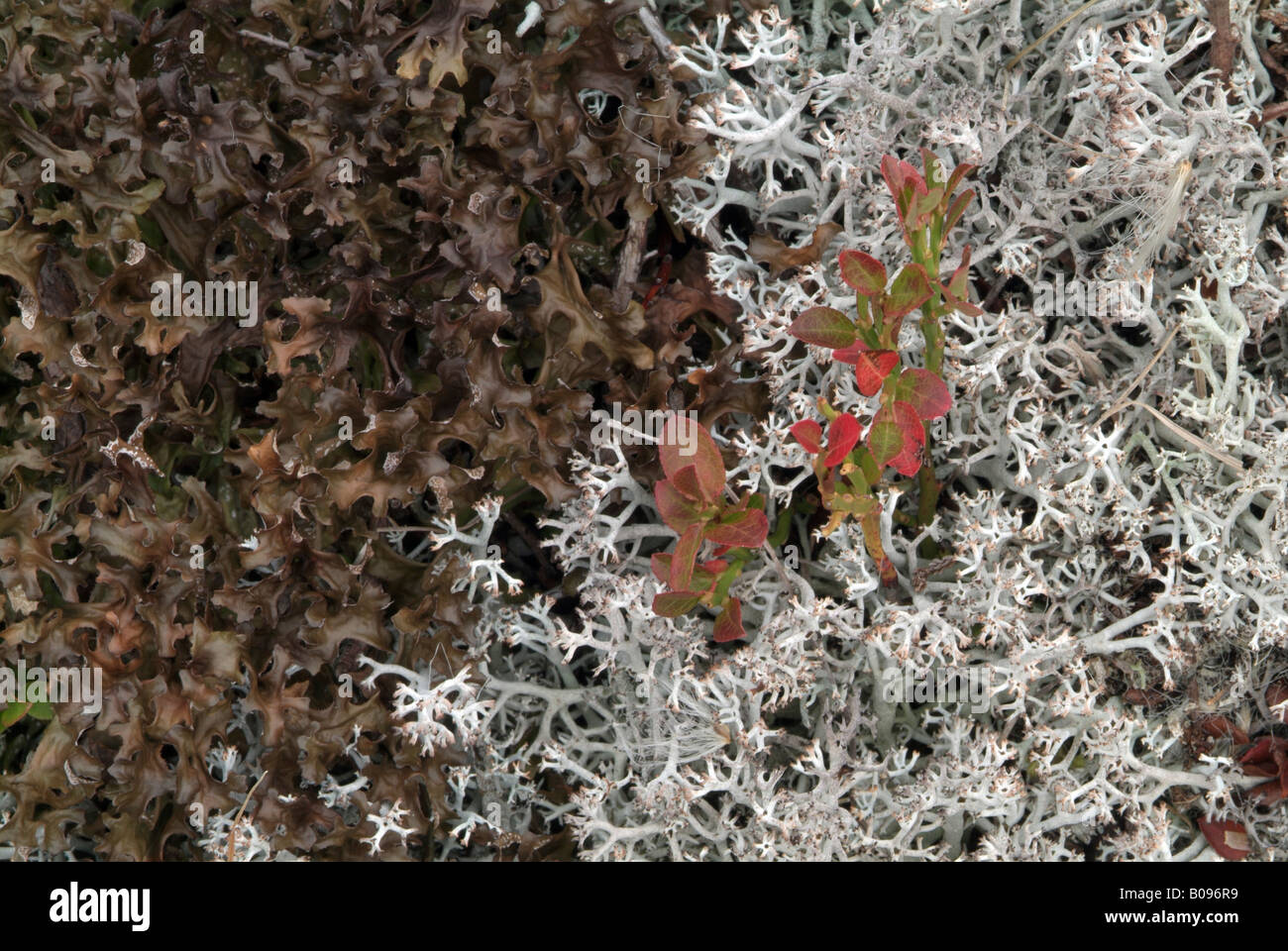 Iceland Moss (Cetraria islandica) on the left and Reindeer Lichen (Cladonia portentosa) on the right, Kellerjoch, Schwaz, Tirol Stock Photo