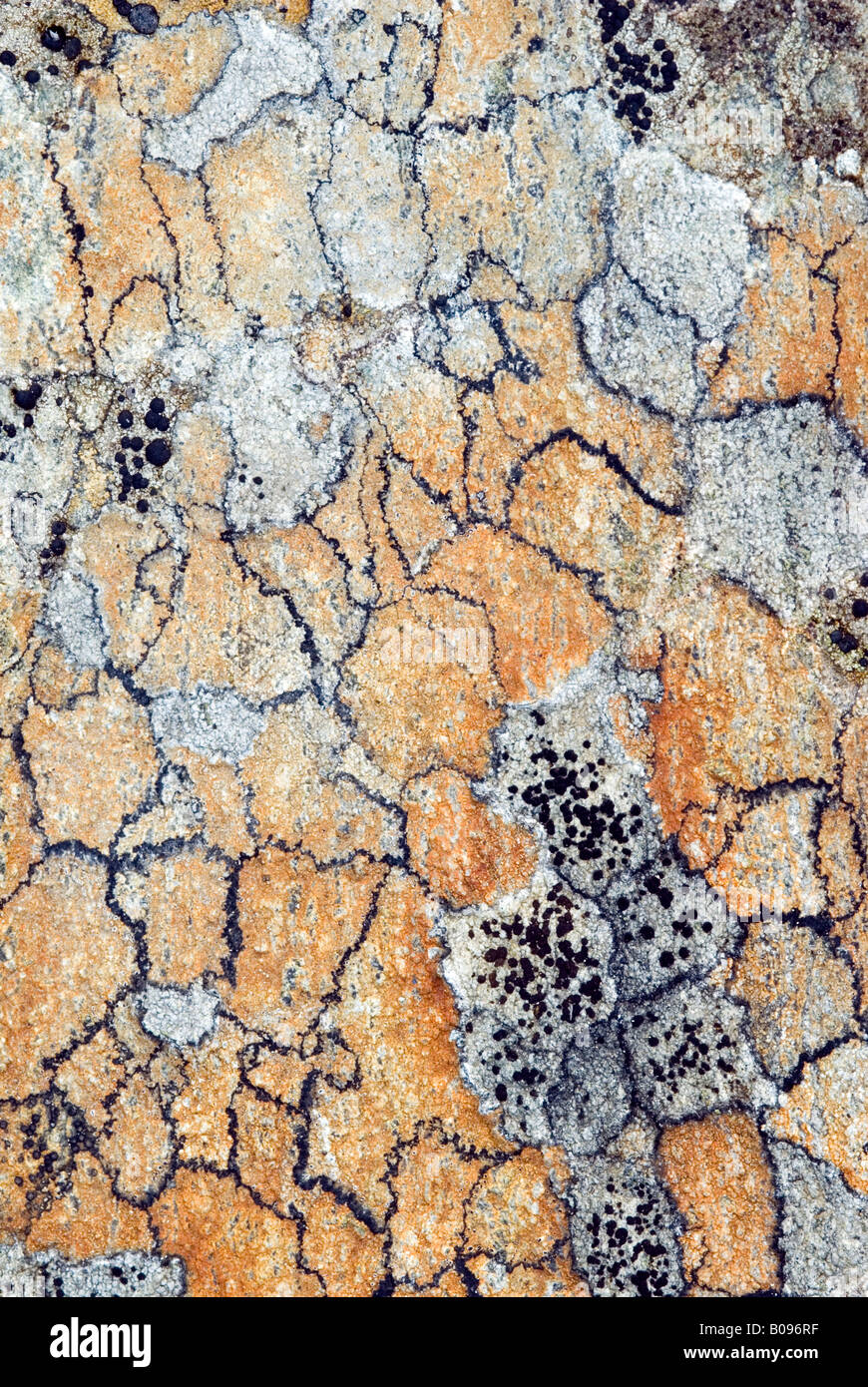 Crustose Lichen, Oberthauern, Salzburg, Austria Stock Photo