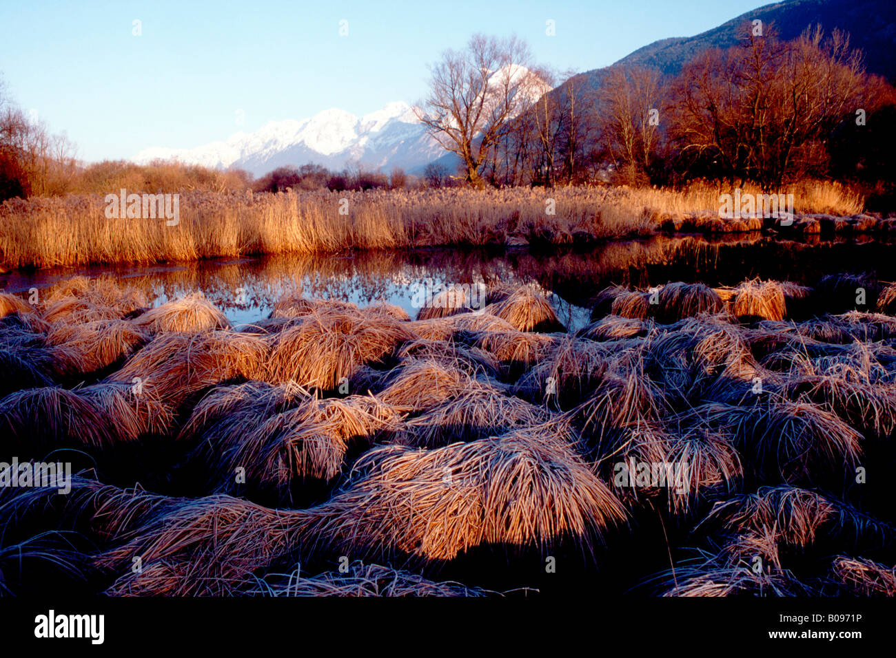 Marshy pond, Gaisau Inzing, Tyrol, Austria, Europe Stock Photo