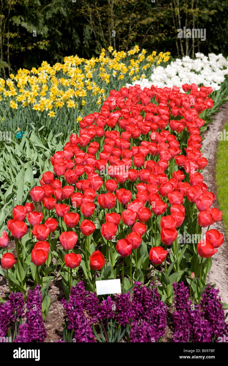 Tulips keukenhof gardens holland Stock Photo - Alamy