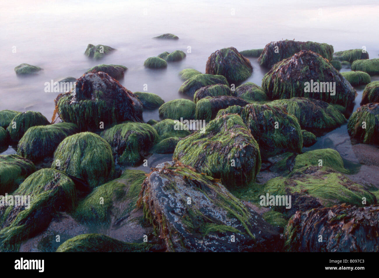 Algen gestein hi-res stock photography and images - Alamy
