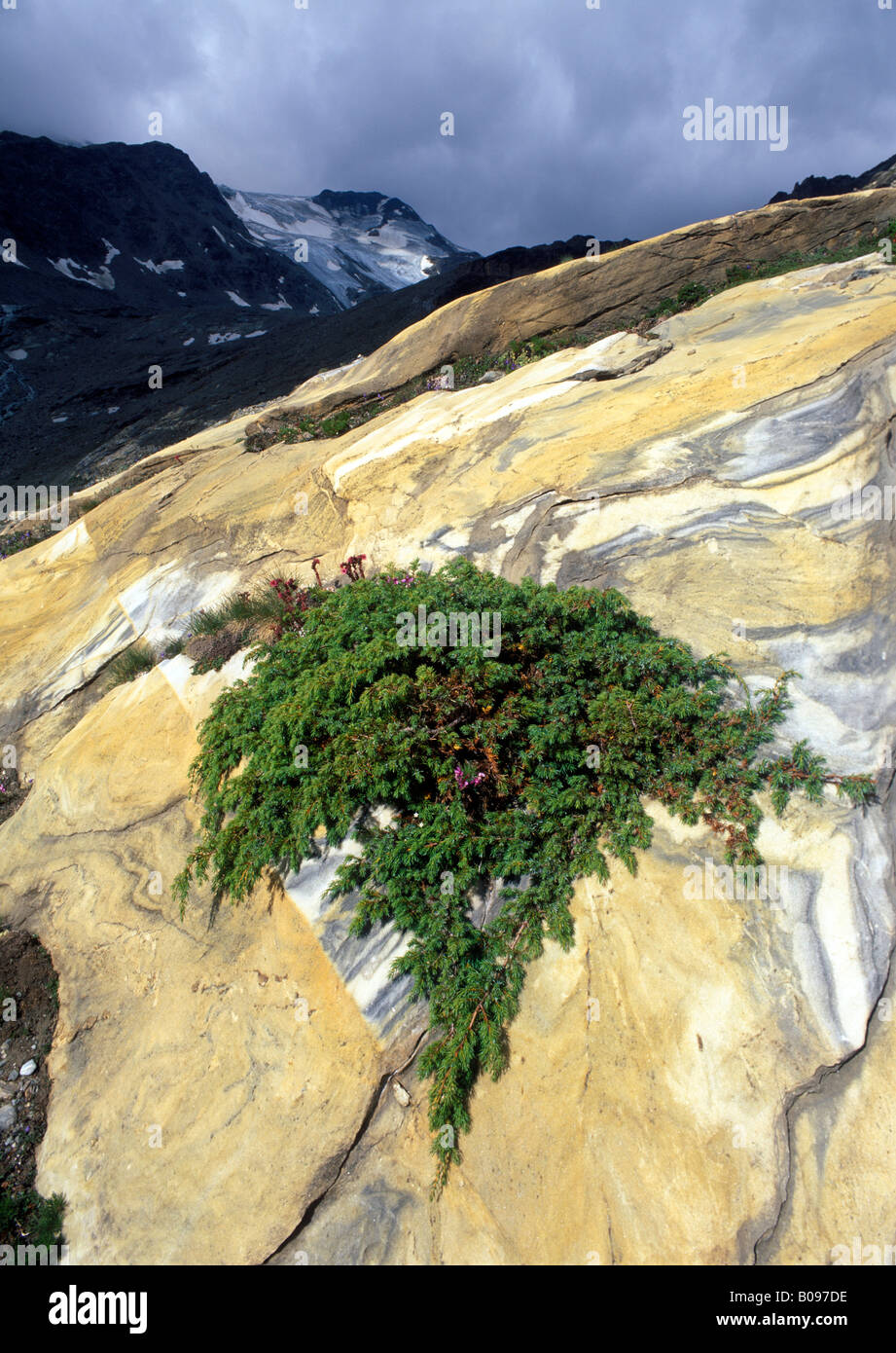 Alpine Juniper (Juniperus communis var. alpina) growing between rocks, Mt. Suldenspitze, Val Martello, Stelvio National Park, n Stock Photo