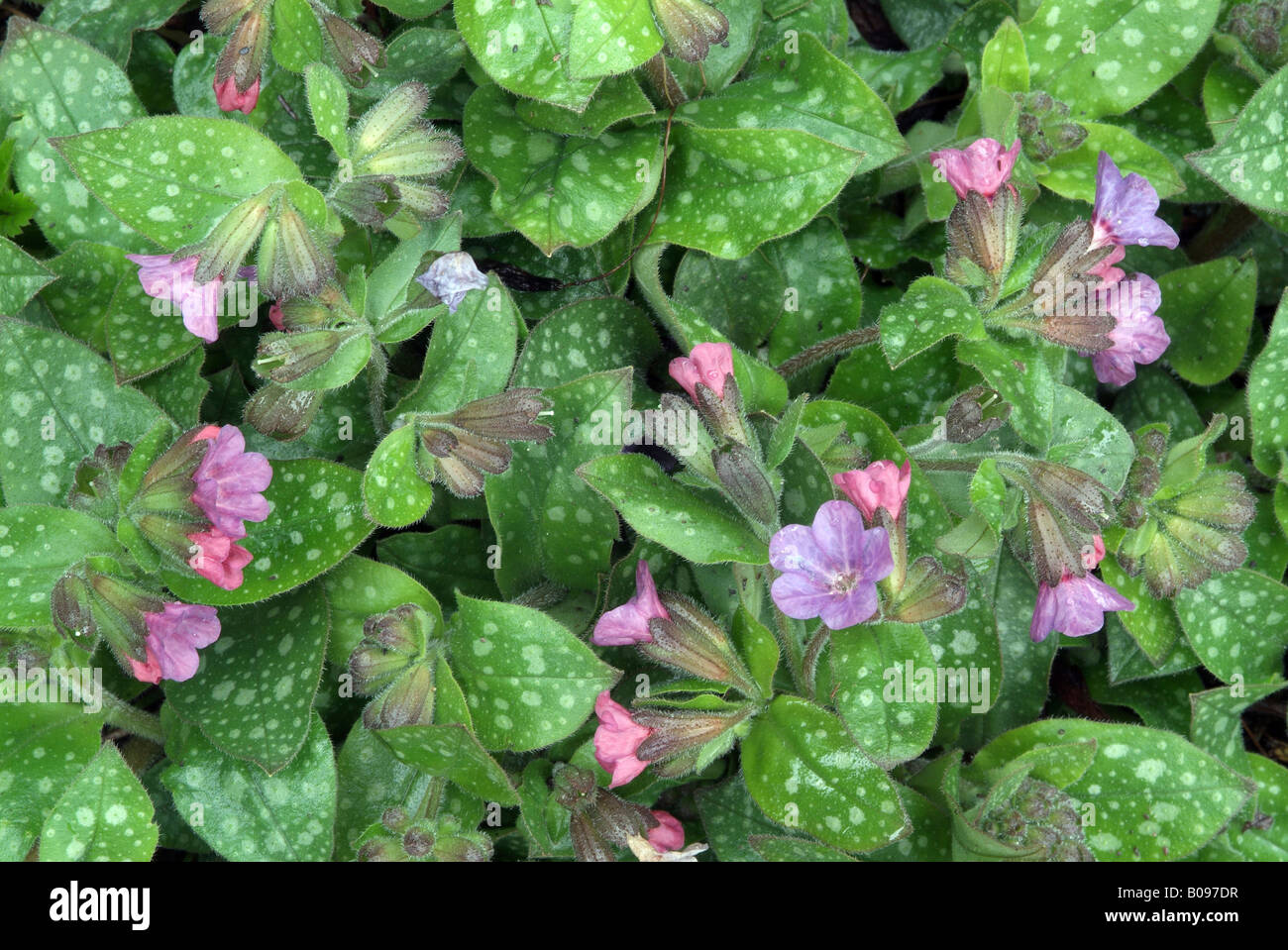 Lungwort (Pulmonaria officinalis), Schwaz, Tyrol, Austria, Europe Stock Photo