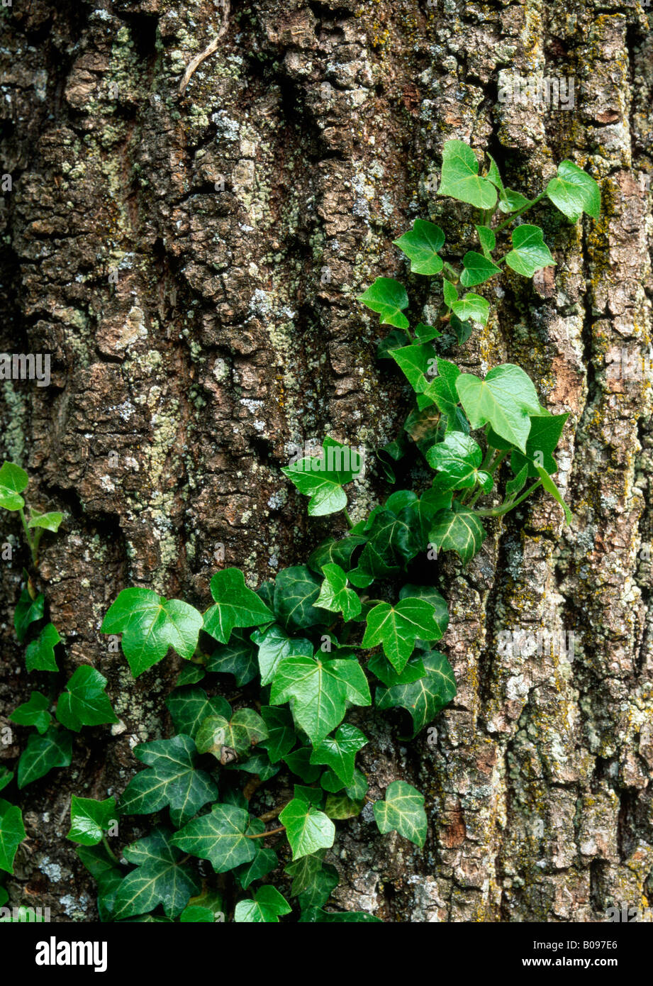 Ivy (Hedera helix) climbing a tree trunk, Matzen-Park, Brixlegg, Tyrol, Austria, Europe Stock Photo