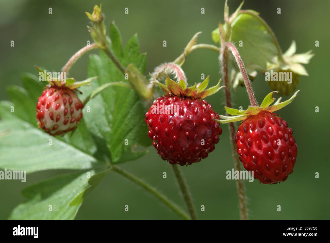 Woodland Strawberry (Fragaria vesca), Martinau, Lechtal, Tyrol, Austria, Europe Stock Photo