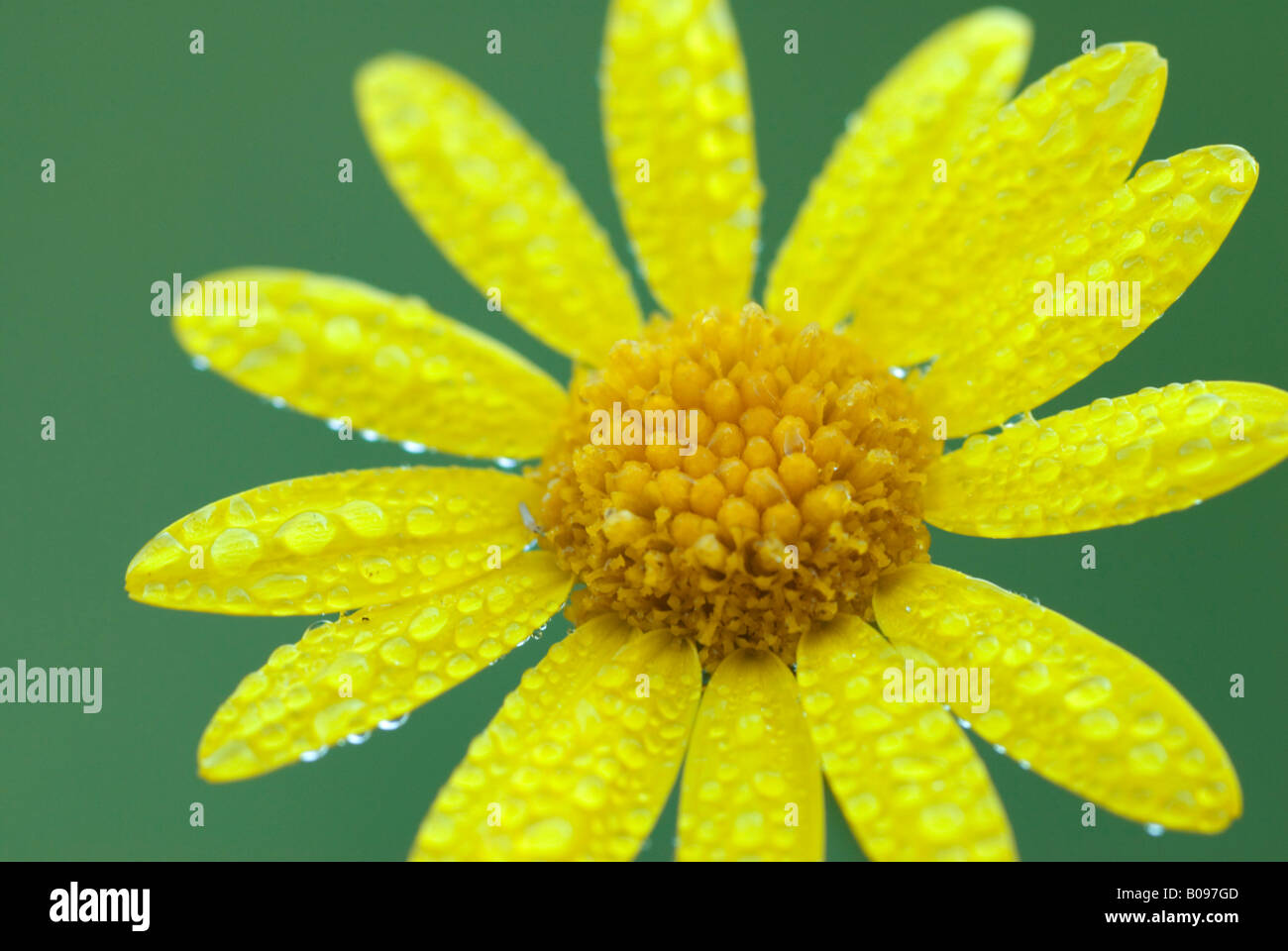 Water Ragwort Wasser greiskraut hi-res stock photography and images - Alamy