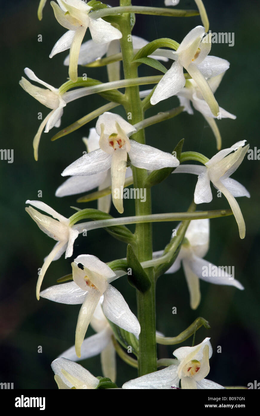 Lesser Butterfly-orchid (Platanthera bifolia), Terfner Forchat, Tyrol, Austria, Europe Stock Photo
