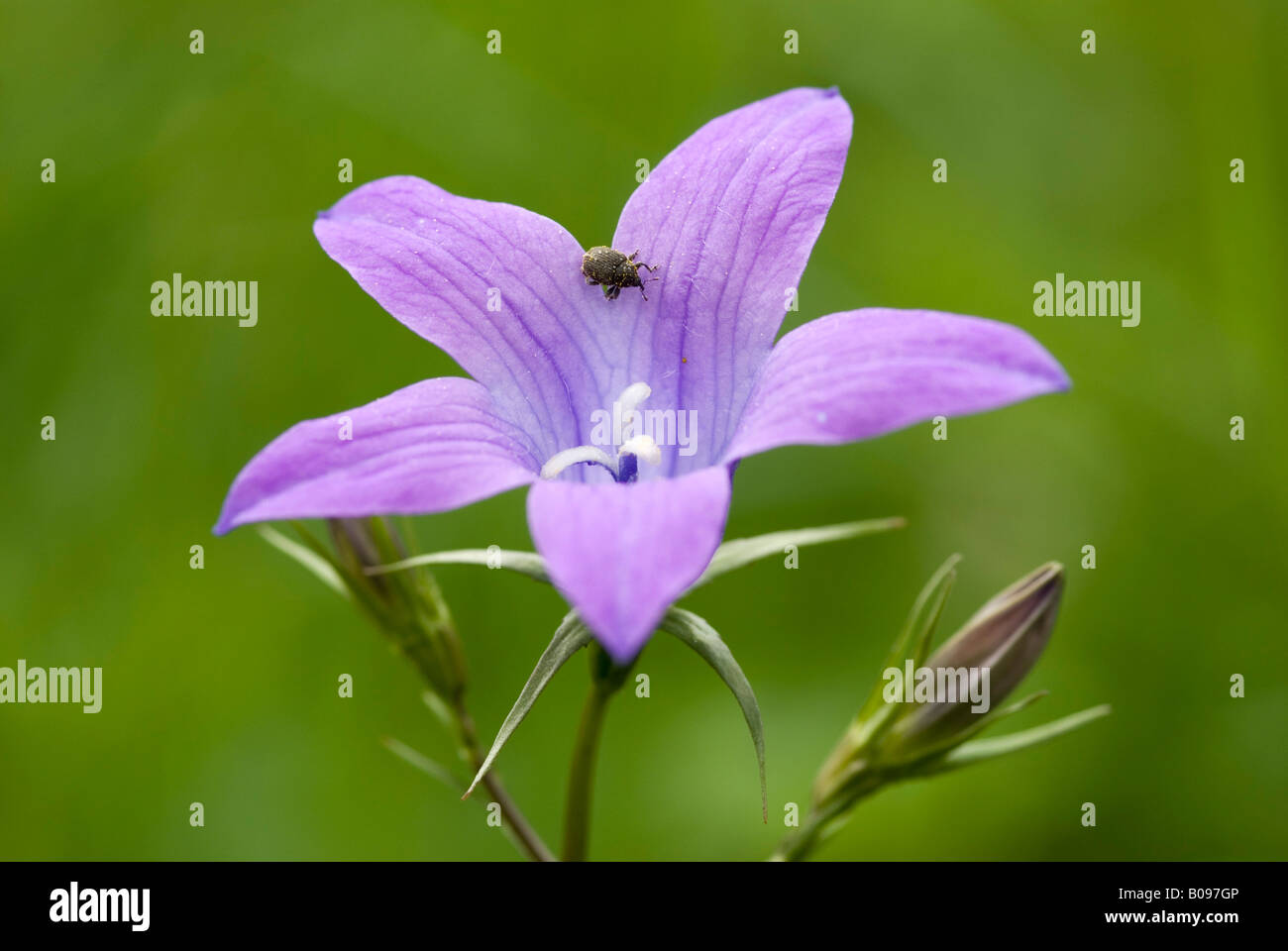 Spreading Bellflower (Campanula patula), Lake Riedener See, Lechtal, Tyrol, Austria, Europe Stock Photo