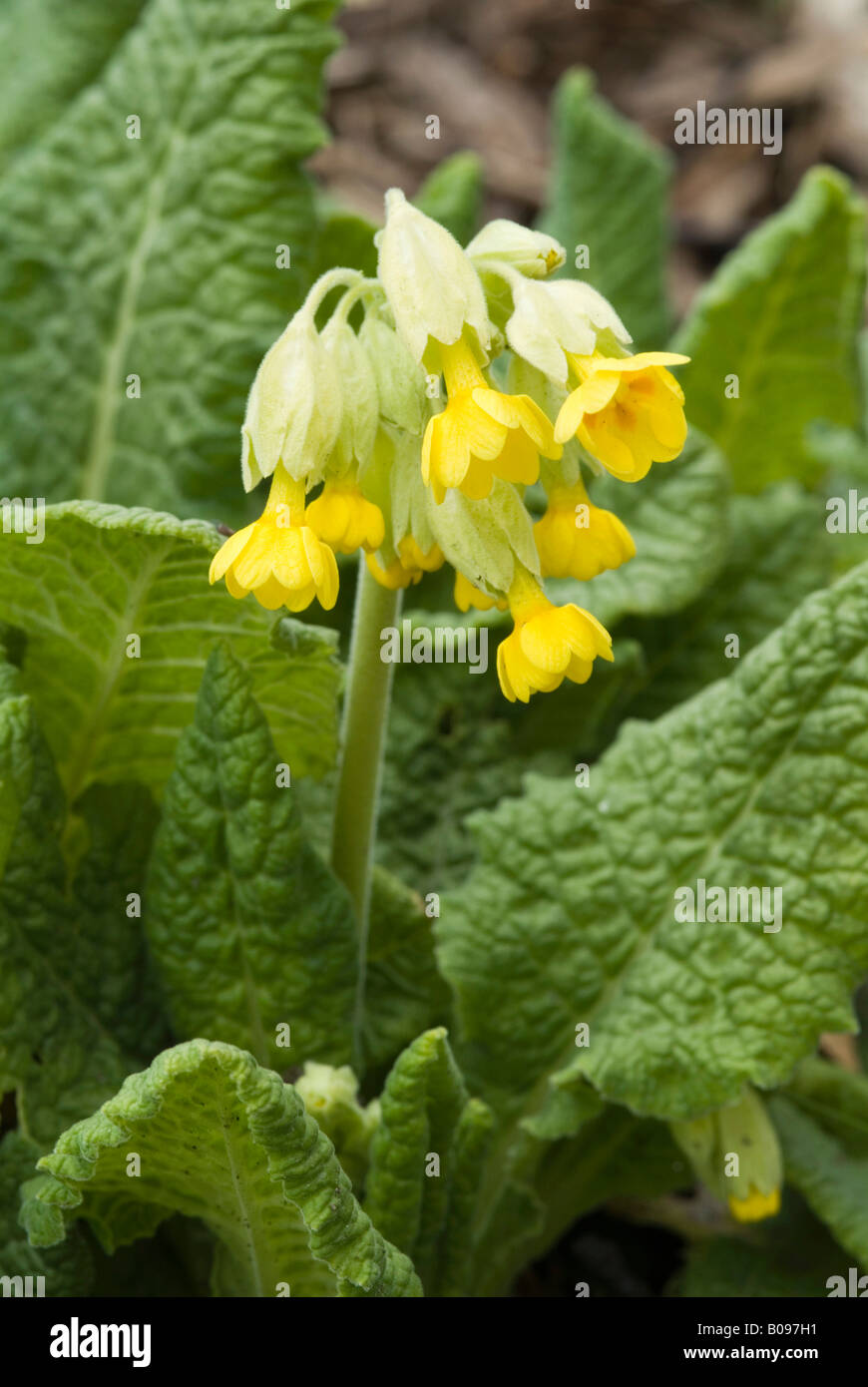 Cowslip Primula Veris Innsbruck Botanical Gardens Austria