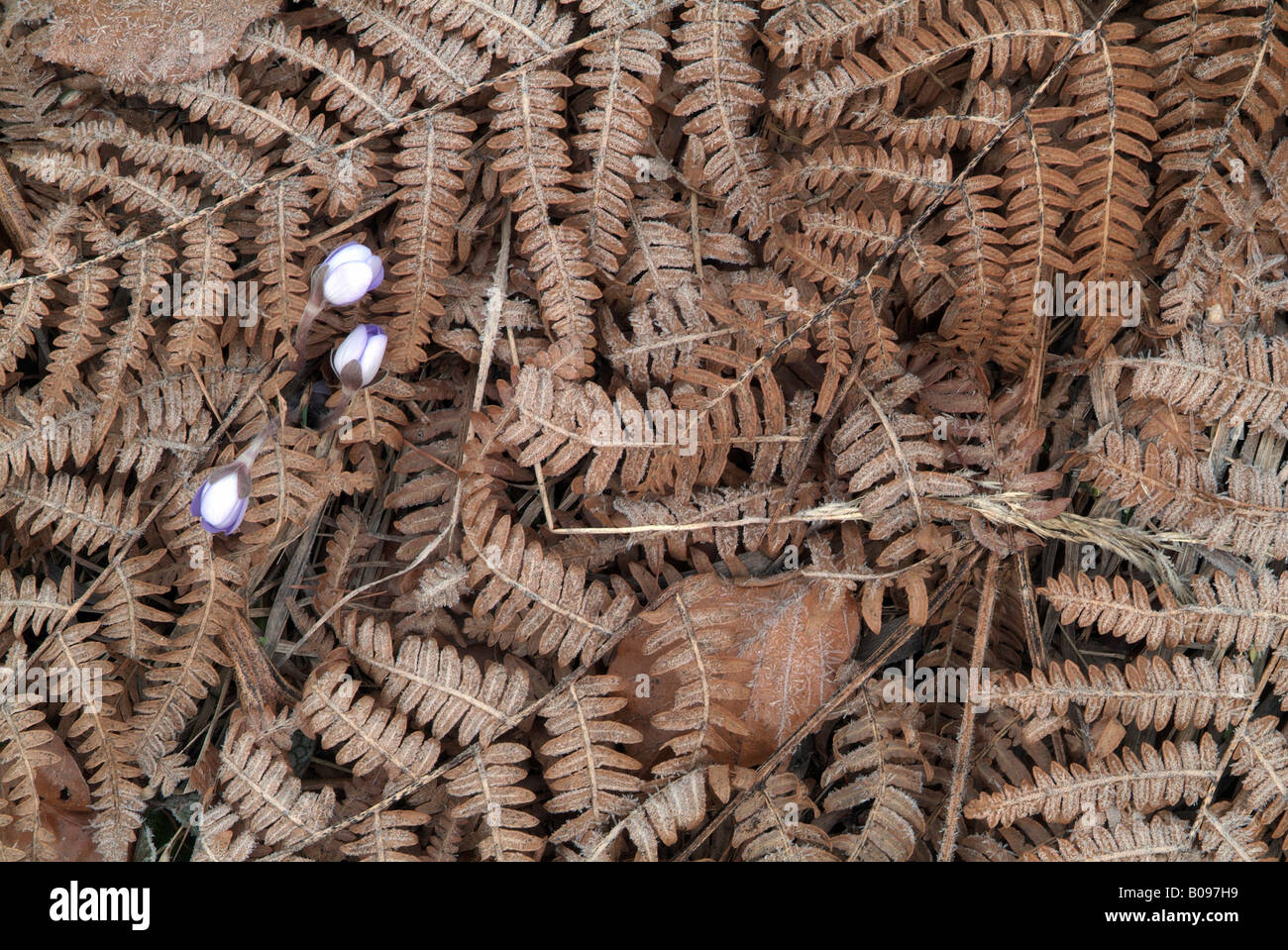 Common Male Fern (Dryopteris filix-mas) and Kidneywort or Liverwort (Hepatica nobilis), Achenkirch, Tyrol, Austria, Europe Stock Photo