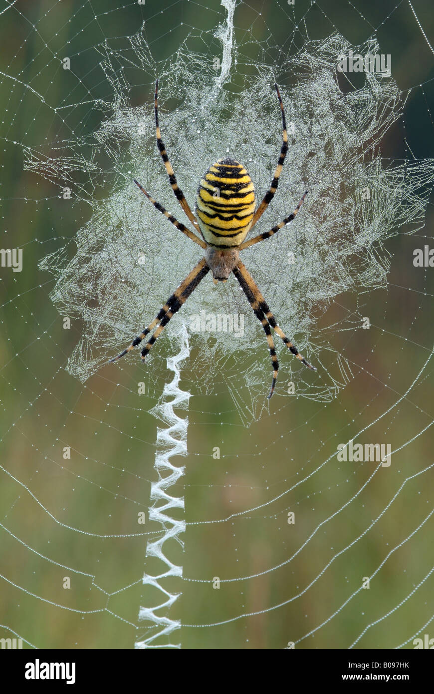 Wasp Spider (Argiope bruennichi) in its web, Filz, Woergl, Tyrol, Austria, Europe Stock Photo