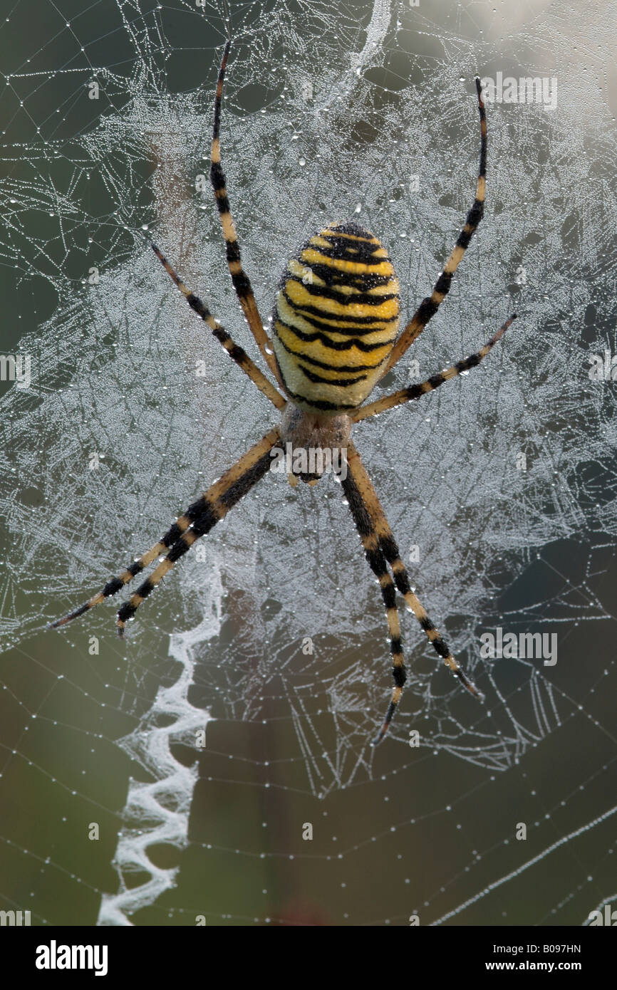 Wasp Spider (Argiope bruennichi) in its web, Filz, Woergl, Tyrol, Austria, Europe Stock Photo