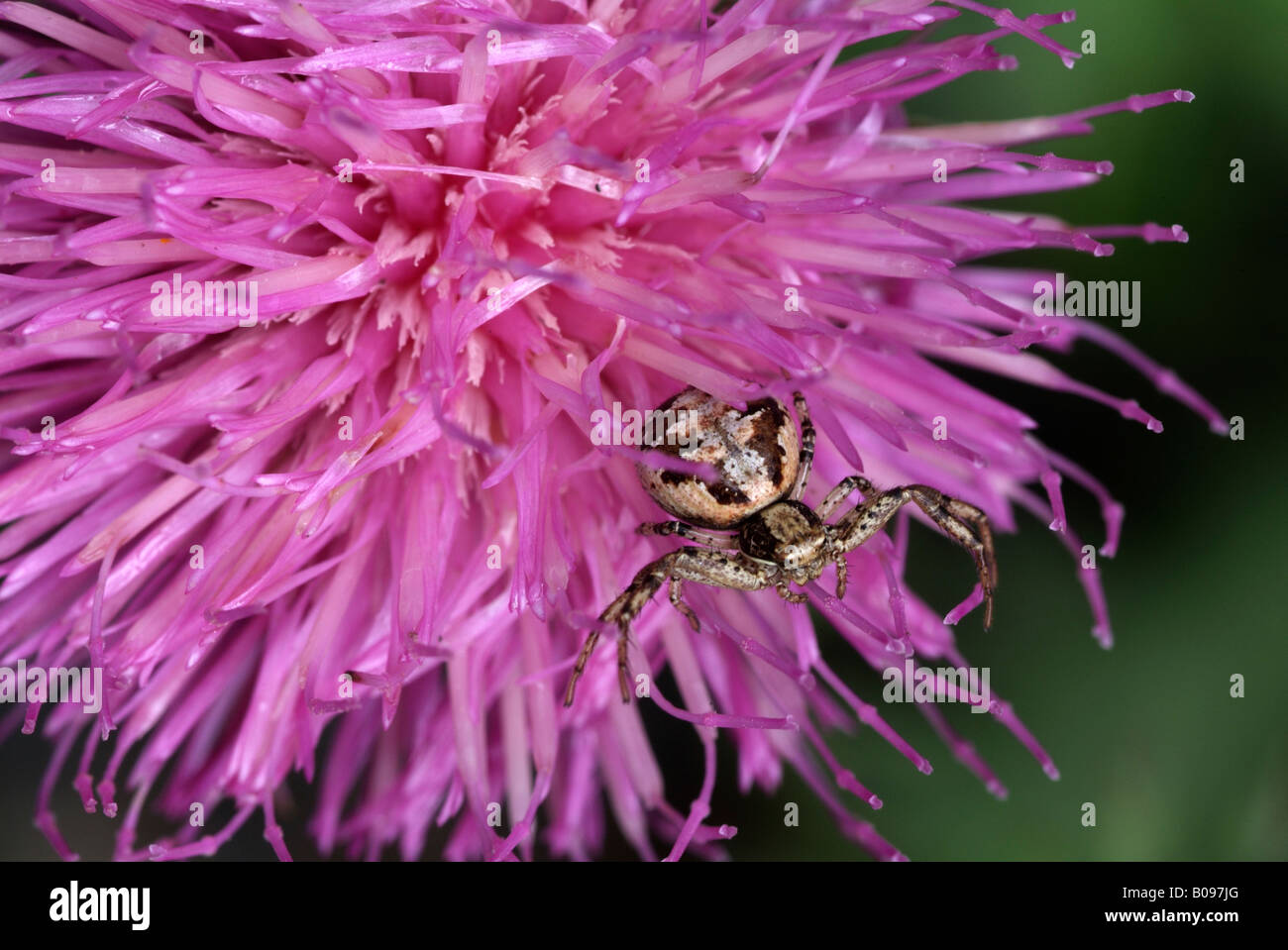 Crab Spider (Xysticus cristatus) perched on a blossom, Vomperloch, Karwendel Range, Tyrol, Austria, Europe Stock Photo
