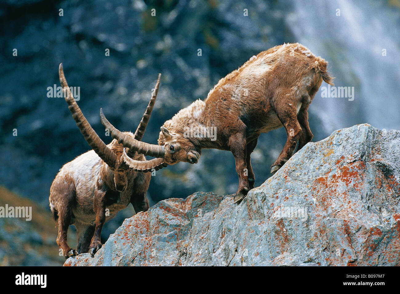 Male Alpine Ibexes (Capra ibex), locking antlers, fighting, East Tyrol, Austria, Europe Stock Photo