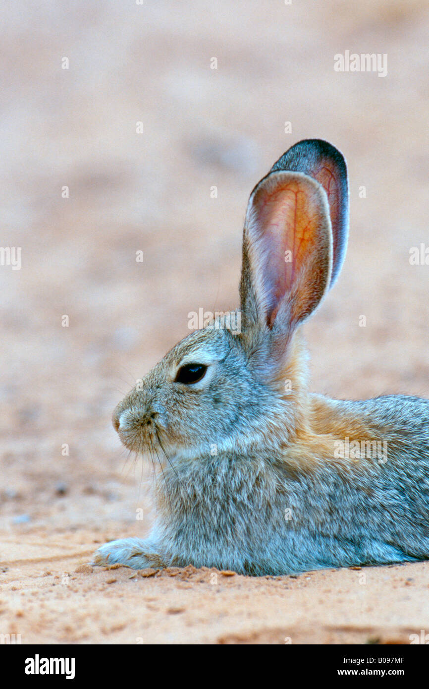Desert Cottontail or Audubon's Cottontail rabbit (Sylvilagus audubonii), Arches National Park, Utah, USA, North America Stock Photo