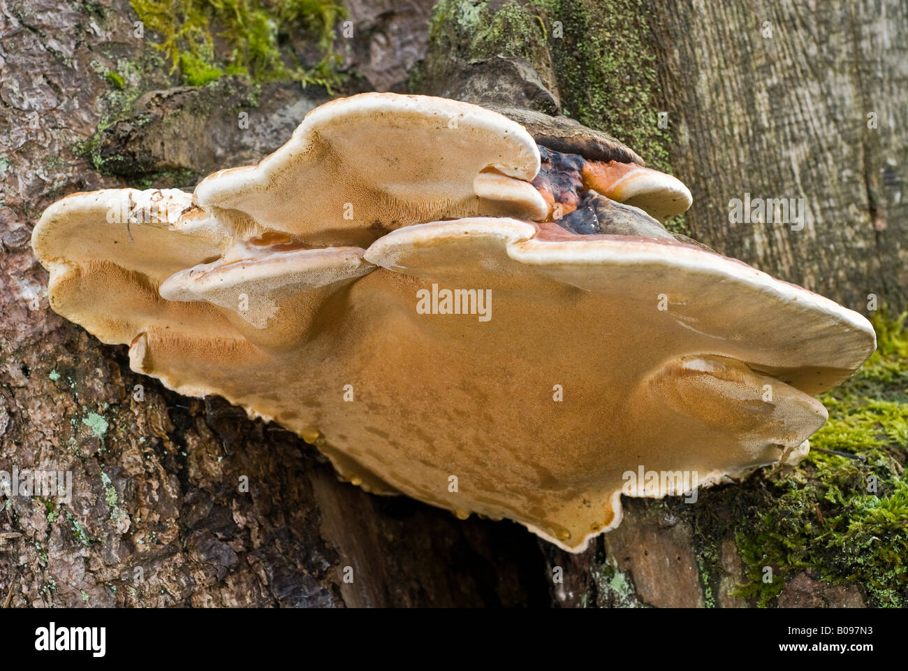 Red Banded Polypore mushroom, tree fungi (Fomitopsis pinicola) Stock Photo