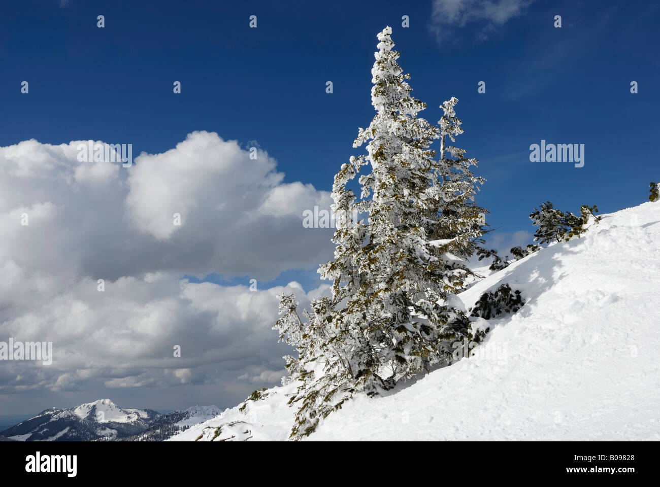 Snow-covered Norway Spruce (Picea abies), Chiemgau, Bavarian Alps, Bavaria, Germany Stock Photo