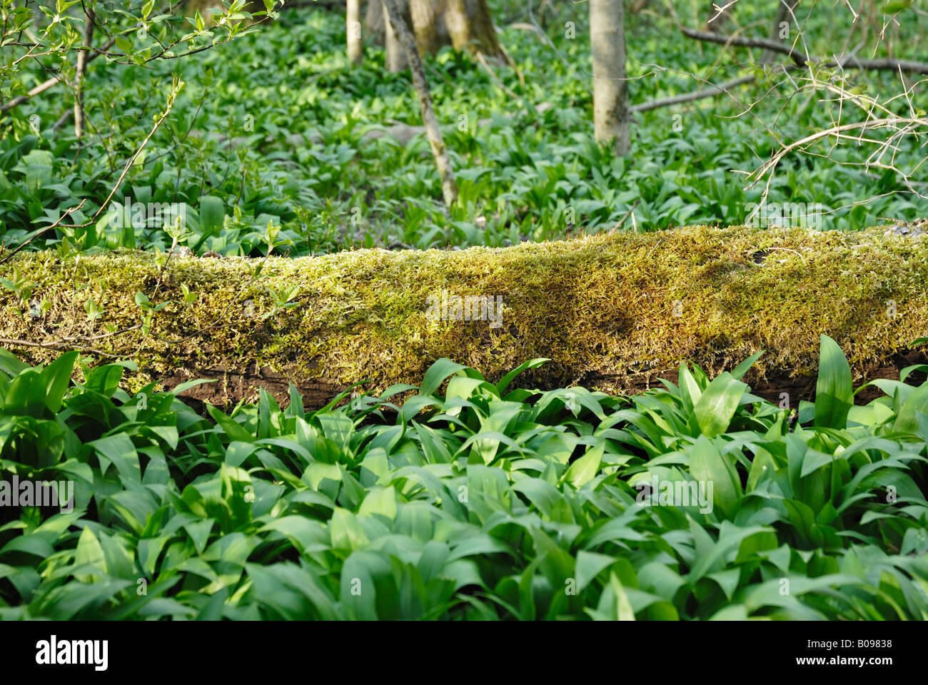 Forestry photos hi res stock photography and images Page 21 Alamy