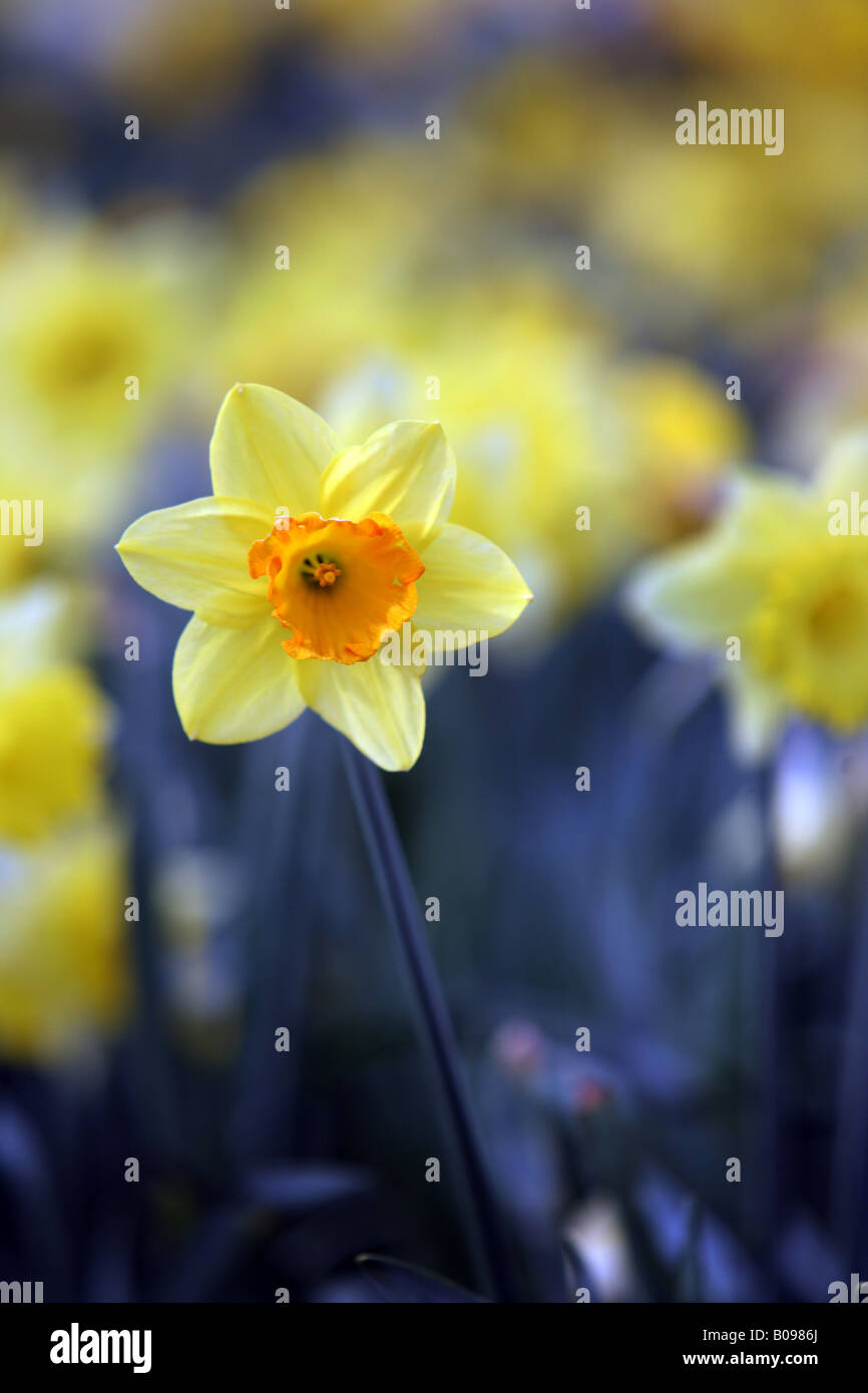 A close up of a Daffodil Small cupped Daffodils in Suffolk East Anglia Variety Birma Stock Photo