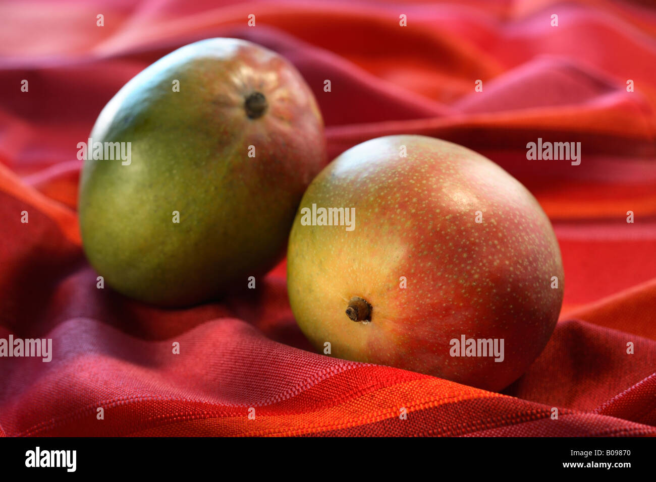 Mangoes Stock Photo