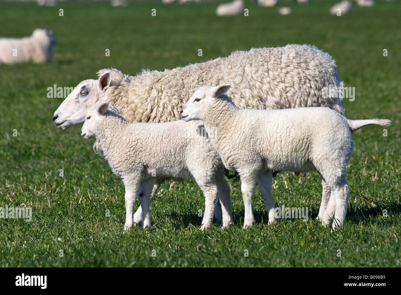 Domestic sheep (Ovis aries) with two lambs on a pasture Stock Photo
