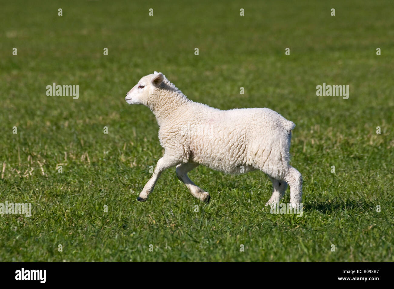 Domestic sheep, lamb jumping and running on a field (Ovis aries) Stock Photo