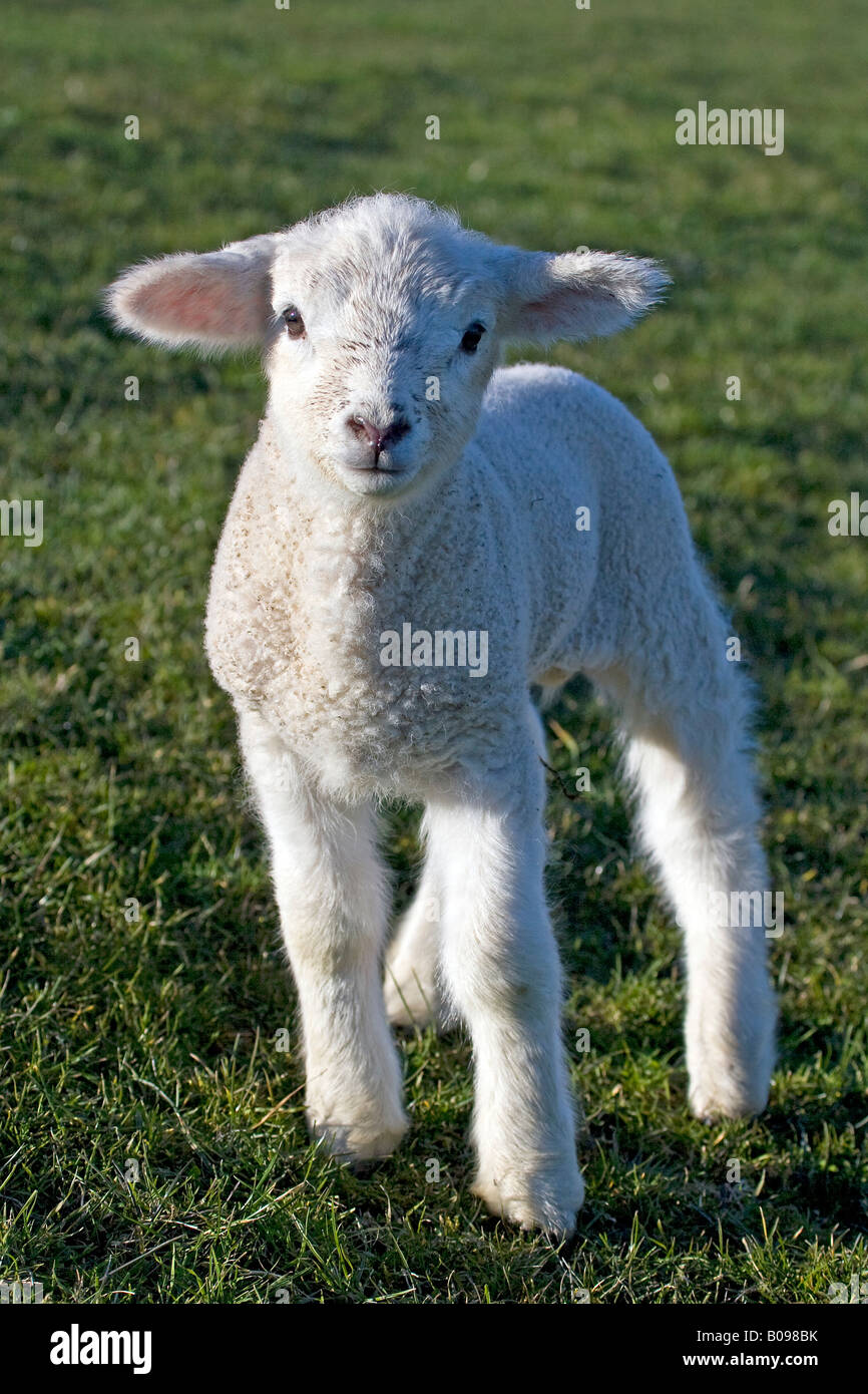 Lamb, Domestic Sheep (Ovis aries) in a field on a North Sea dike, Dithmarschen, Schleswig-Holstein, Germany Stock Photo