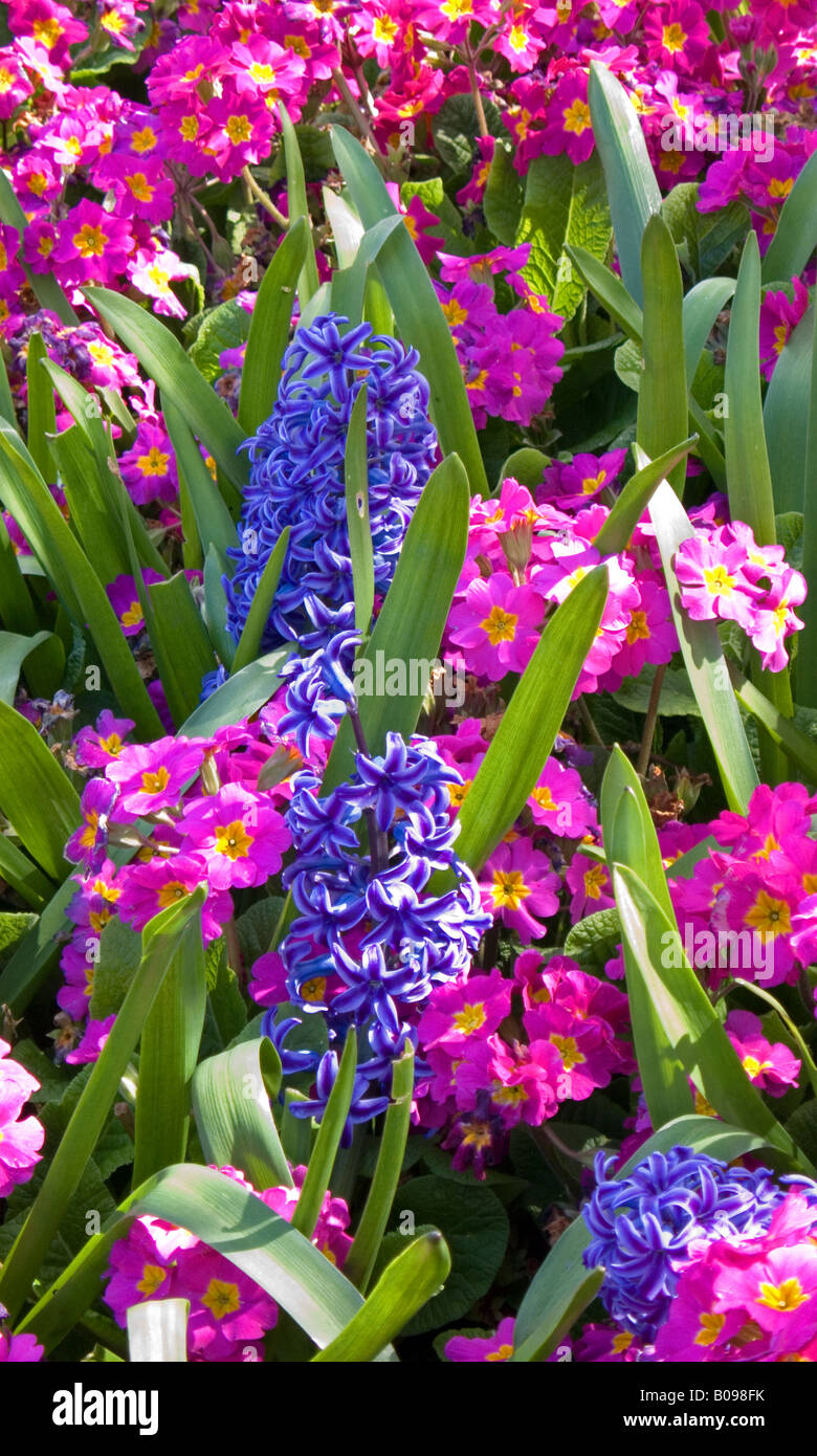 Primulas and hyacinths Spring UK Stock Photo