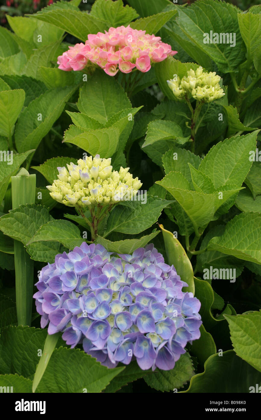 Hydrangea flowers pink and blue Stock Photo Alamy