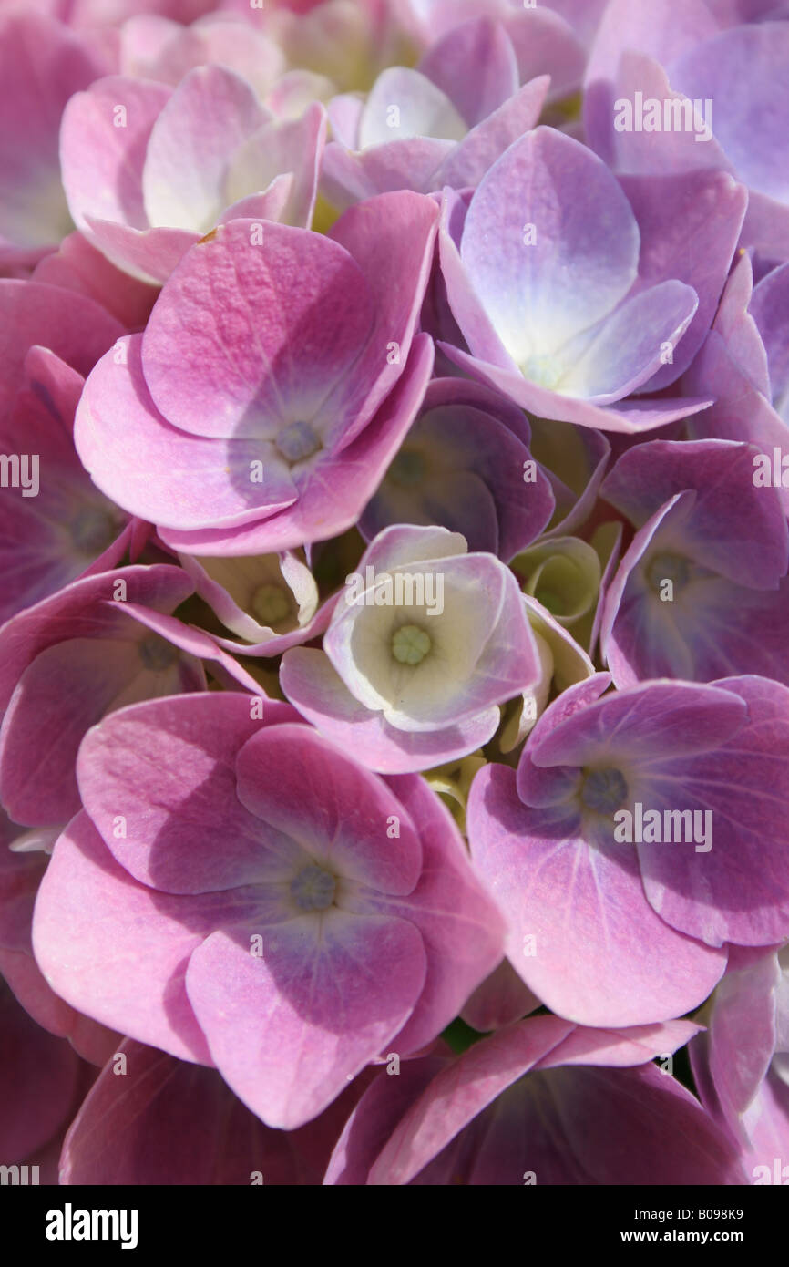 close-up of pink hydrangea flower Stock Photo - Alamy