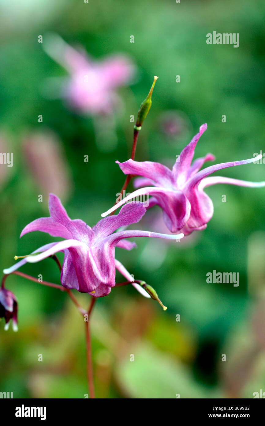 EPIMEDIUM GRANDIFLORUM LILAFEE Stock Photo