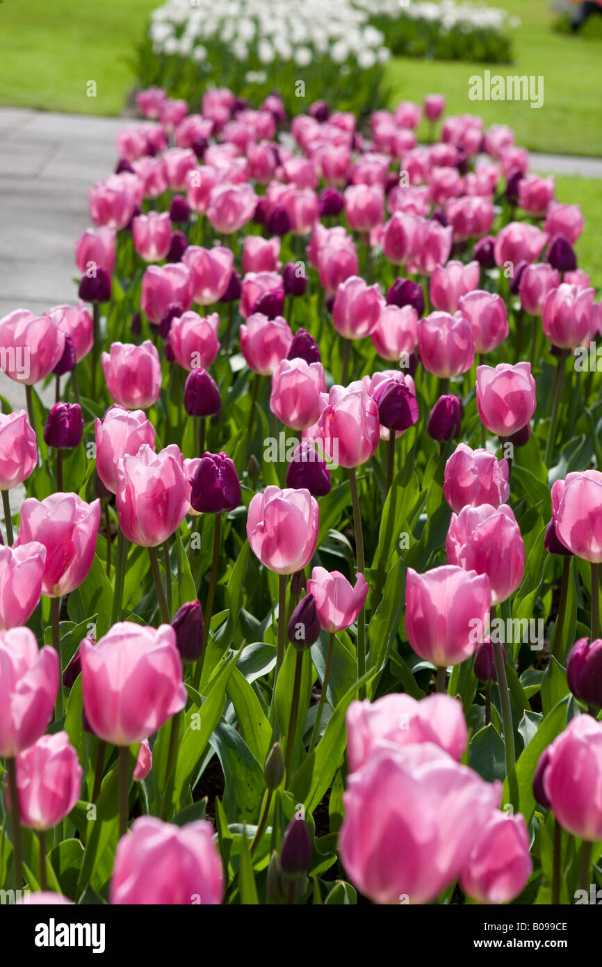 Tulips keukenhof gardens holland Stock Photo - Alamy