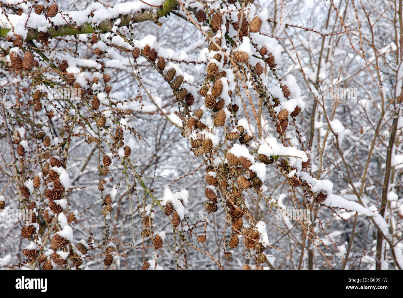 Snow cone hi-res stock photography and images - Alamy