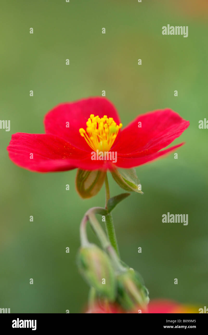 HELIANTHEMUM RED DRAGON Stock Photo