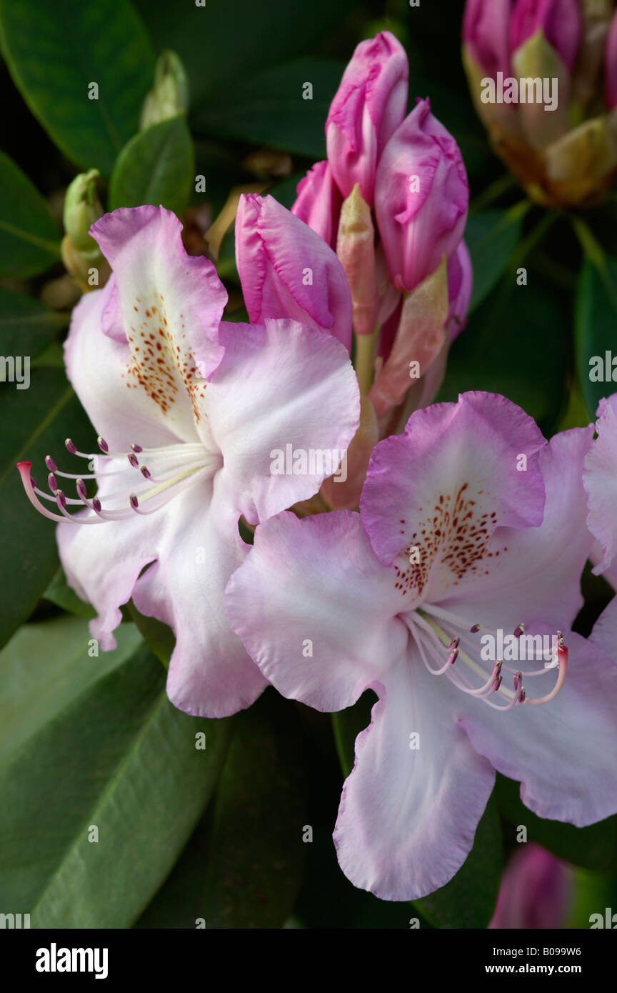 RHODODENDRON MRS CHARLES E PEARSON Stock Photo - Alamy