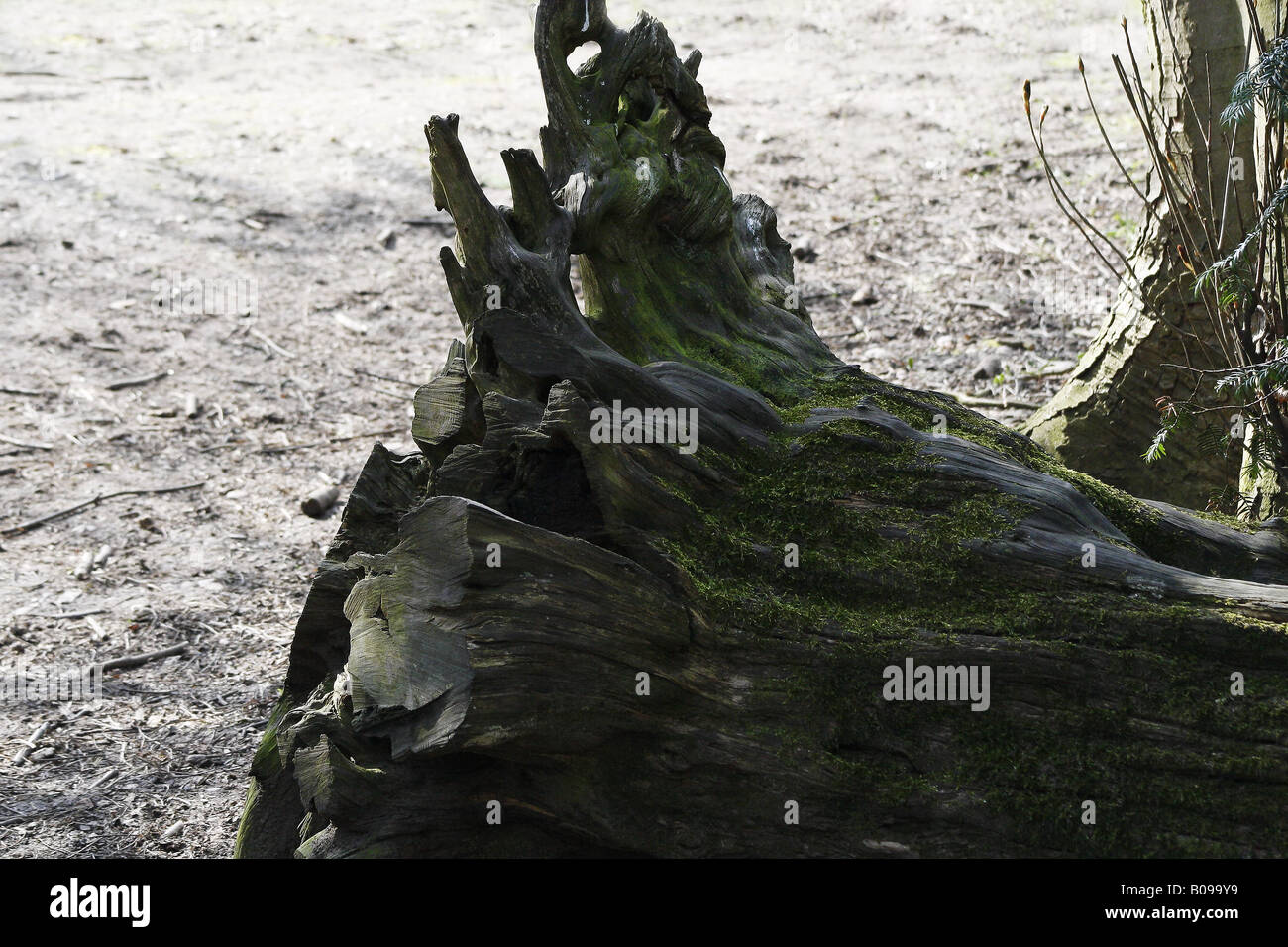 Fallen trees england uk hi-res stock photography and images - Alamy