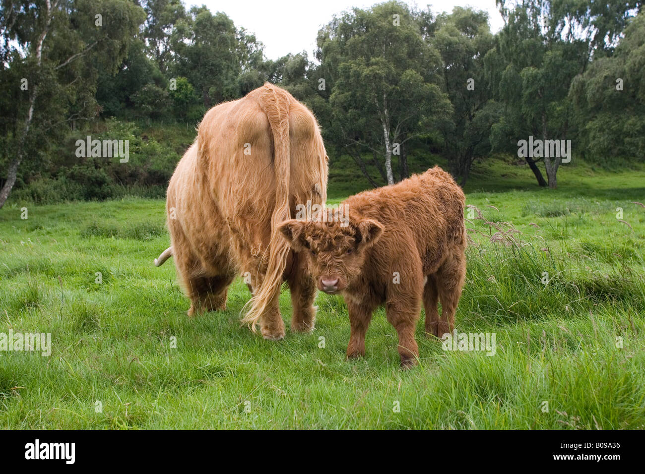 Young highland cow and mother in meadow, Scotland Stock Photo - Alamy