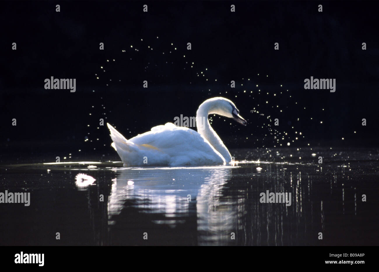 Swan in Trent Park, London Stock Photo