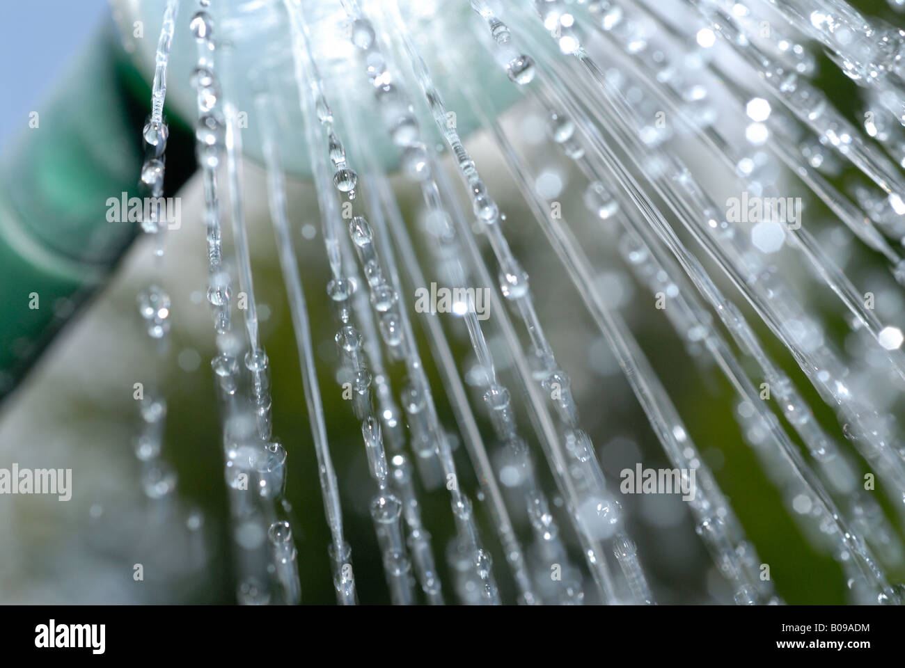 Water falling from a Watering Can Rose Stock Photo
