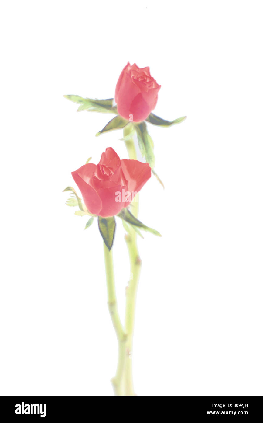 A digitally altered image of two entwined single stem roses Stock Photo