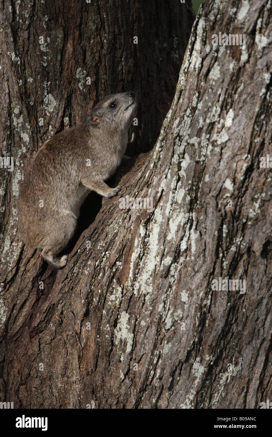 tree hyrax climbing tree Stock Photo