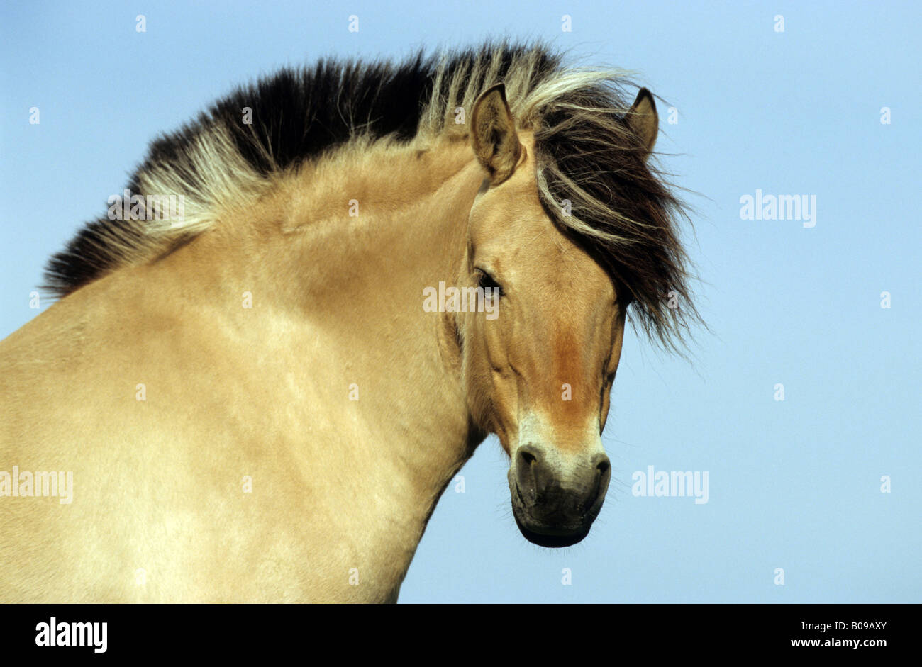 Fjord Horse (Equus caballus), portrait of a mare Stock Photo