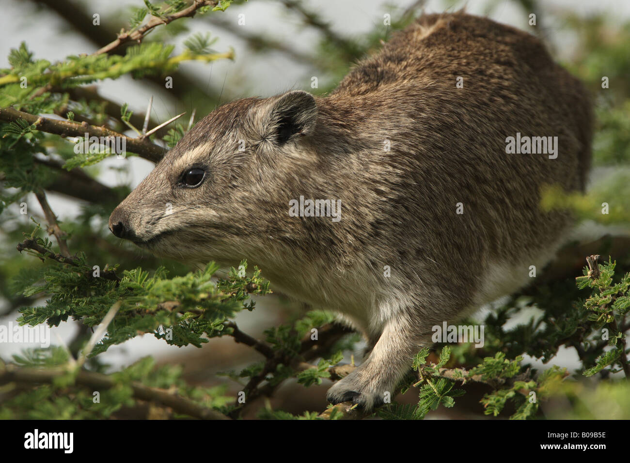 tree hyrax in branches Stock Photo