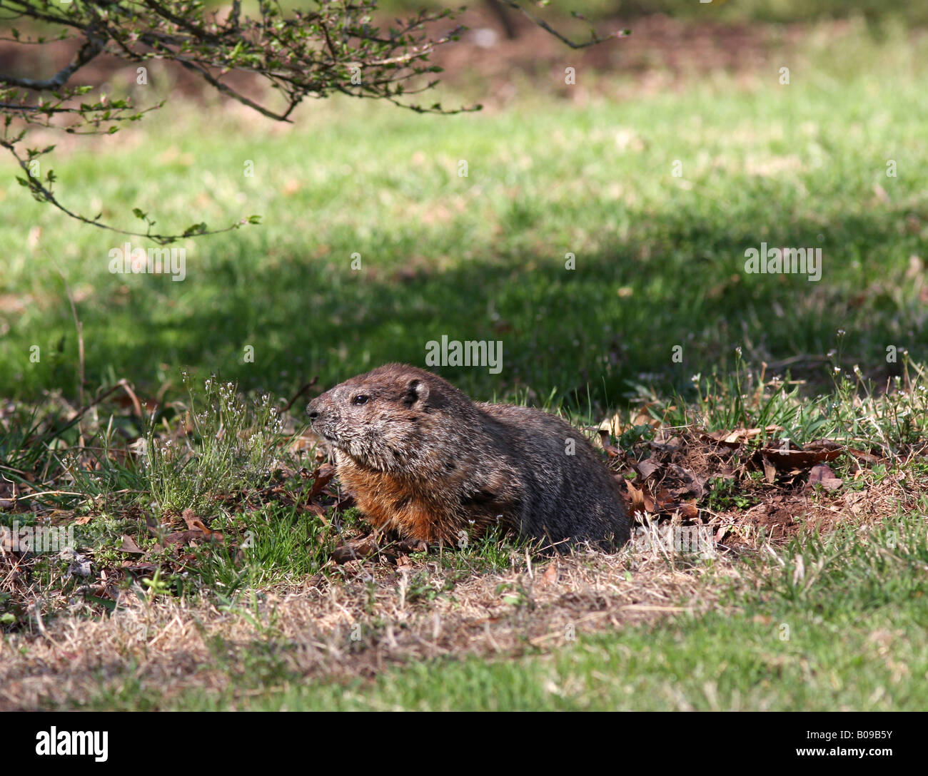 Woodchuck burrow hires stock photography and images Alamy