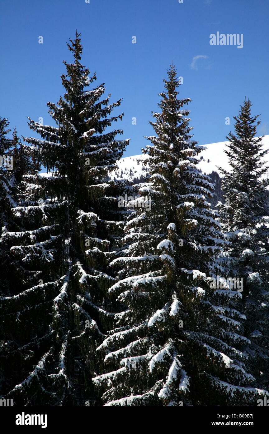 Pine trees snow hi-res stock photography and images - Alamy