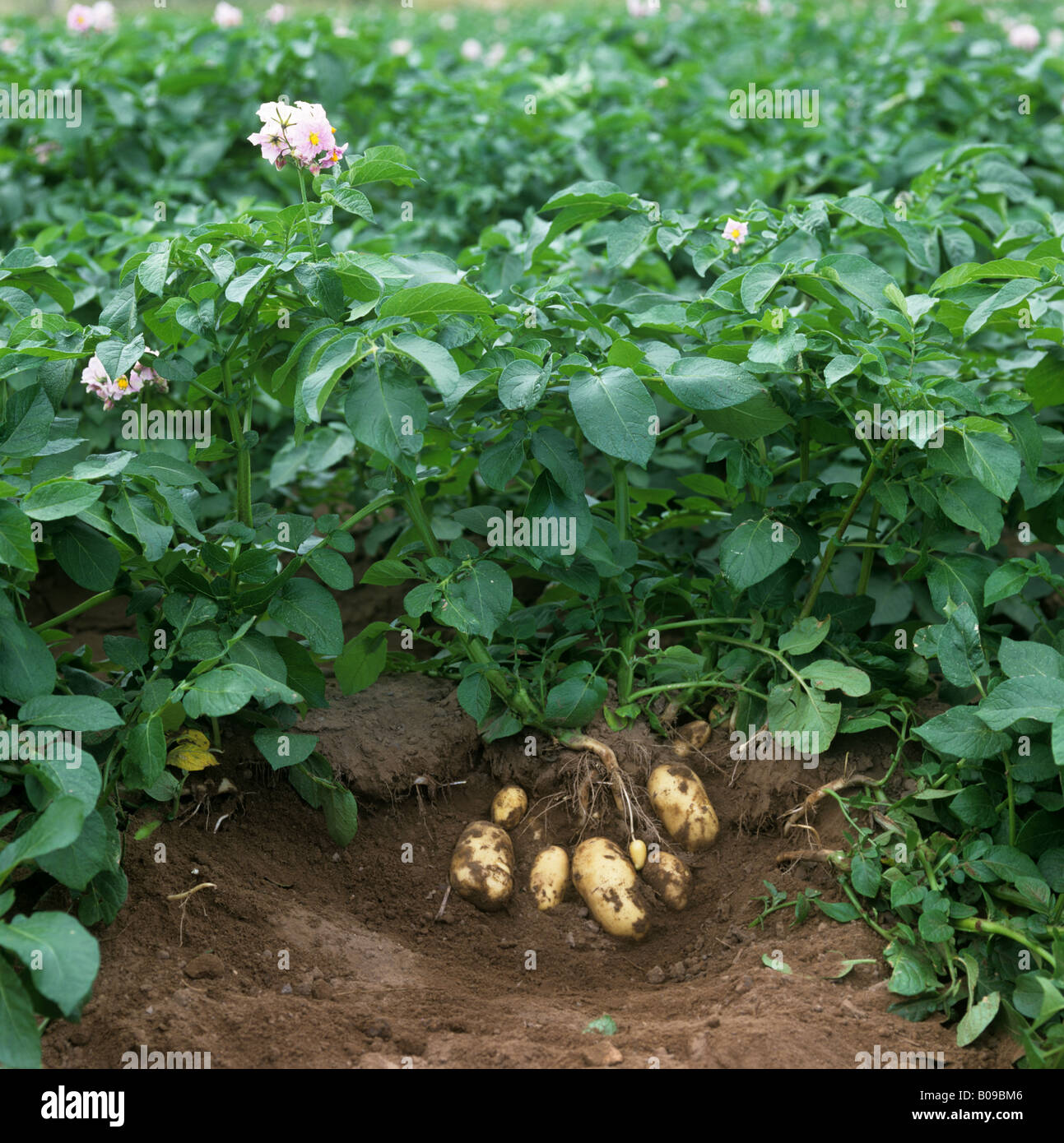 Exposed mature potato tubers and plants variety Charlotte Stock Photo