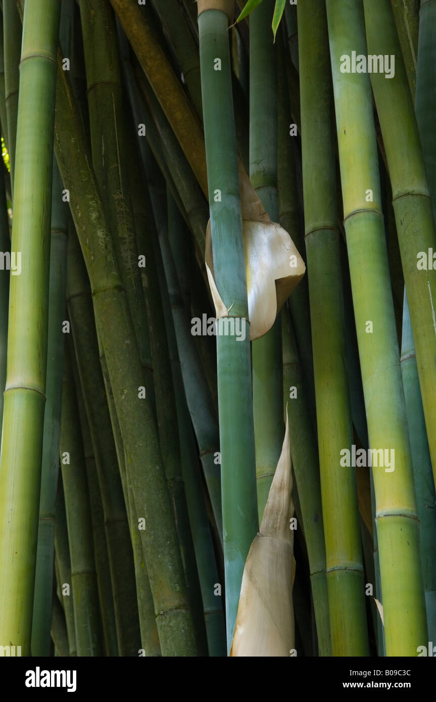 Bambusa textilis Kanapaha Graminae Wong Chuk Royal Bamboo at Kanapaha